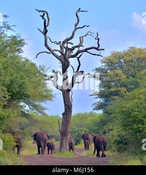 Krüger Nationalpark, Südafrika. Ein Wild- und Vogelparadies. Afrikanischer Elefant Loxodonta Africana Stockfoto