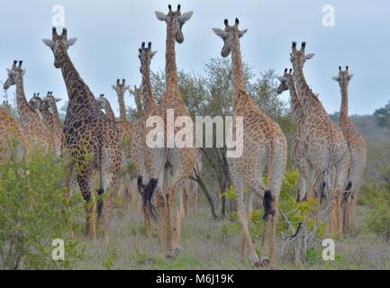 Krüger Nationalpark, Südafrika. Ein Wild- und Vogelparadies. Herde von Giraffe von hinten. Stockfoto