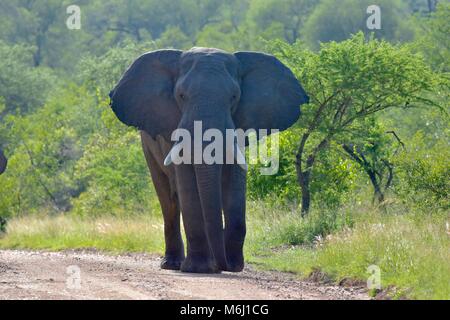 Krüger Nationalpark, Südafrika. Ein Wild- und Vogelparadies. Afrikanische Elefantenbulle in aggressiven Muth Modus Stockfoto