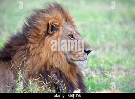 Krüger Nationalpark, Südafrika. Ein Wild- und Vogelparadies. Atemberaubende Mähnenlöwen portrait Stockfoto