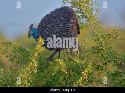 Krüger Nationalpark, Südafrika. Ein Wild- und Vogelparadies. Behelmte guineafowl im Baum Stockfoto