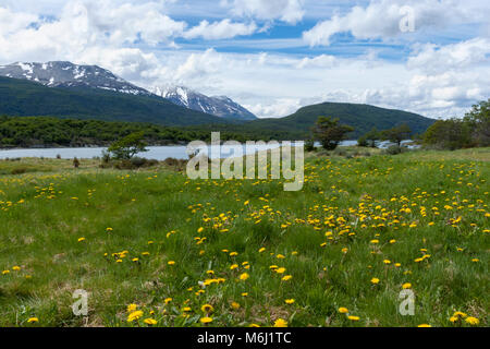 Anden malerische Landschaft aus blühenden Wiese in Patagonien, Argentinien, Fluss, blauer Himmel, cumulus Wolken über die schneebedeckten Berge Stockfoto