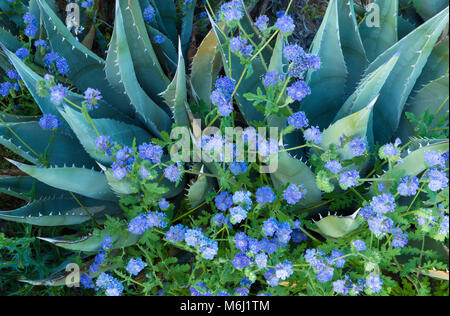 Agave, Blau Phacelia, Glorietta Canyon, Anza-Borrego Desert Stockfoto