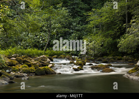 Schönen Frühling, Sommer malerische Natur Landschaft Zeitraffer swift flowing river Rapids läuft durch den Wald der Blüte grüne Bäume, bemoosten Felsen Stockfoto