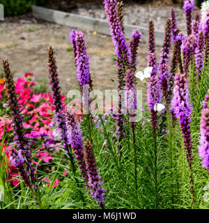 Sonne und Blumen Schmetterlinge in den Garten bringen. Stockfoto