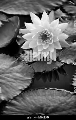 Single Seerose Blume, Lily Pads Nymphaeaceae, Nahaufnahme, schwebend im Wasser schöne Licht, geringe Tiefenschärfe, Graustufen kreative Kunst drucken Stockfoto