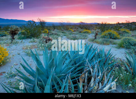 Dawn, Agave, Brittlebush, Dune Brown Eyed Primrose, Glorietta Canyon, Anza-Borrego Desert State Park, Kalifornien Stockfoto