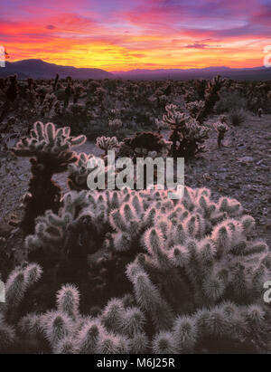 Dawn, Cholla Garten, Joshua Tree National Park, Kalifornien Stockfoto