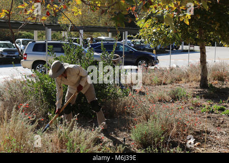 Besucherzentrum Garten Freiwillige. Die Freiwilligen sind die Pädagogische einheimische Pflanze Garten, in den Santa Monica Mountains Interagency Visitor Center im König Gilette Ranch wiederherstellen. Stockfoto