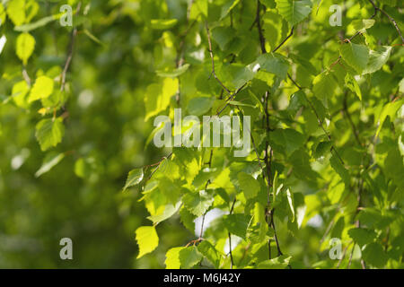 Junge birke Blätter auf einem WAM-sonnigen Tag Stockfoto