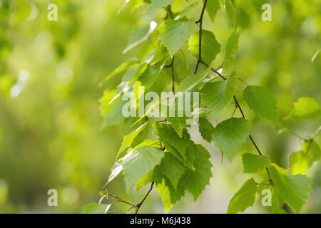 Junge birke Blätter auf einem WAM-sonnigen Tag Stockfoto