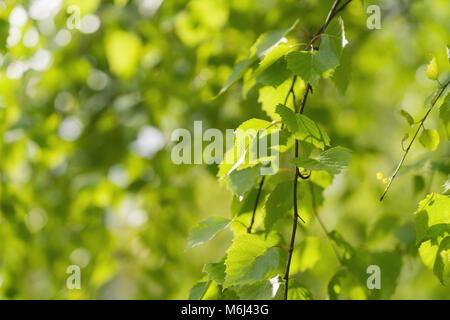 Junge birke Blätter auf einem WAM-sonnigen Tag Stockfoto