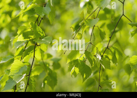 Junge birke Blätter auf einem WAM-sonnigen Tag Stockfoto