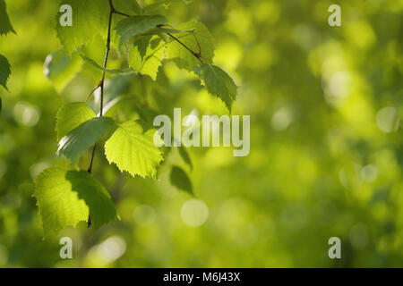 Junge birke Blätter auf einem WAM-sonnigen Tag Stockfoto