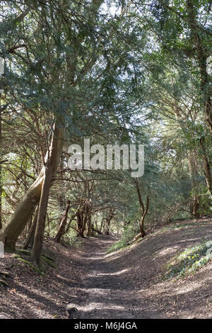 Waldweg, Zick-zack-Straße, Tadworth, Surrey, Großbritannien Stockfoto