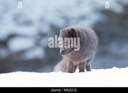 Nahaufnahme eines Polarfuchs stehend im Schnee, Winter in Island. Stockfoto