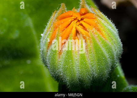 Blume noch nicht blühte in Makro erfasst Stockfoto