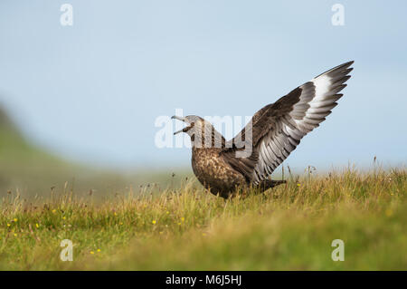 Great skua (Eulen skua) Bonxie Aufruf, Noss, Shetland, UK. Stockfoto