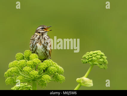 Nahaufnahme eines Rotdrossel (Turdus Iliacus) Aufruf, Island. Stockfoto