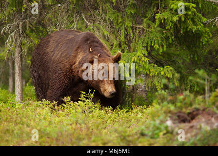 In der Nähe von Europäischen Braunbären (ursos arctos) männlich im borealen Wald, Finnland.