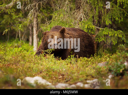 In der Nähe von Europäischen Braunbären männlichen im borealen Wald, Finnland.