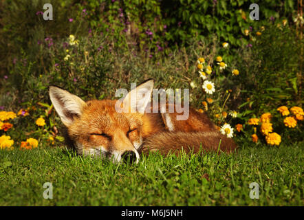 Red Fox schlafen im Garten mit Blumen, Sommer in Großbritannien. Stockfoto