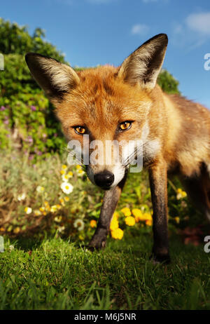 Nahaufnahme eines roten Fuchs im Garten mit Blumen, Sommer in Großbritannien. Stockfoto