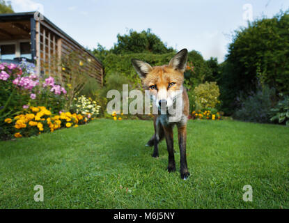 Red Fox stehen im Garten mit Blumen, Sommer in Großbritannien. Stockfoto