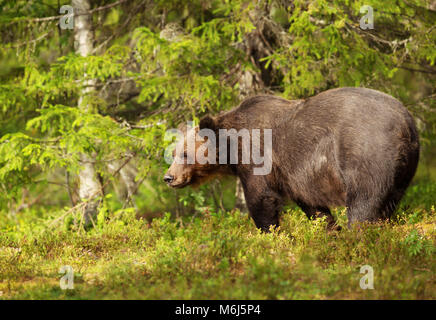 Männliche Eurasischer Braunbär stehend im Wald auf einem sonnigen Sommernachmittag in Finnland. Stockfoto