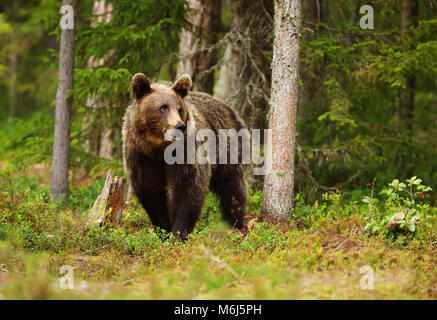 Europäischer Braunbär (Ursos Arctos) männlichen in borealen Wald, Finnland.