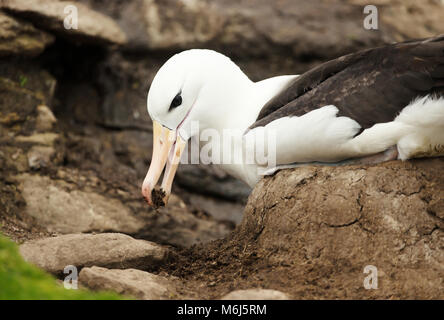 Nahaufnahme von einem Schwarzen der tiefsten Albatross Gebäude ein Schlamm Säule Nest, Falkland Inseln. Stockfoto