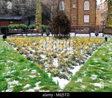 In der Nähe von Garten Stiefmütterchen im Schnee, warten auf Frühling, in London, UK im späten Winter auch 2018 als Tier des Ostens wetter Phänomen erfasst Stockfoto