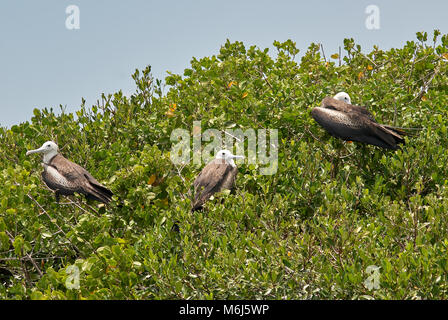 Fregatte Vogel auf Mangrove weg von den Gefahren der Himmel ruht, Frigate Bird Sanctuary, Barbuda Stockfoto