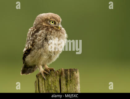 Kinder kleine Eule hocken auf einem Pfosten vor grünem Hintergrund, UK. Stockfoto