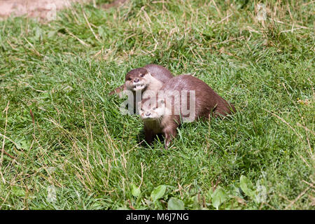 Lutra lutra. Fischotter in Gefangenschaft. Stockfoto