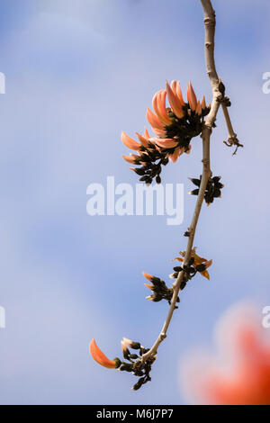 Butea monosperma ist eine Pflanzenart aus der Gattung der Butea in tropischen und subtropischen Teile des Indischen Subkontinent und Südostasien. Stockfoto