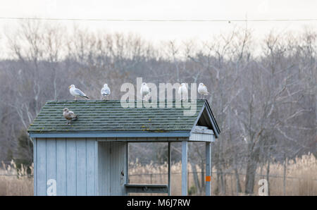 Zahlreiche Möwen auf einem kleinen Gebäude am Hafen Strand sitzen an einem Winter in Sag Harbor, NY Stockfoto