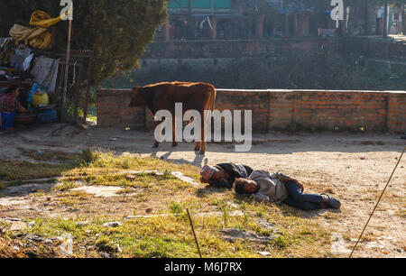 Kathmandu, Nepal - November 13, 2016: Zwei Obdachlose nepalesischen Männer schlafen auf dem Gras in der Nähe der Swayambhunath Tempel in Kathmandu. Eine Kuh ist zu Fuß in der Nähe Stockfoto