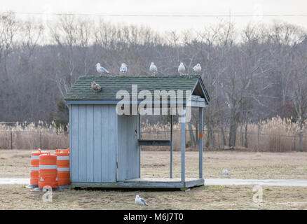 Zahlreiche Möwen auf einem kleinen Gebäude am Hafen Strand sitzen an einem Winter in Sag Harbor, NY Stockfoto