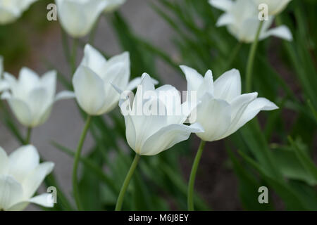 'White Triumphator' Lily blühenden Tulpe, Liljetulpan (Tulipa gesneriana) Stockfoto