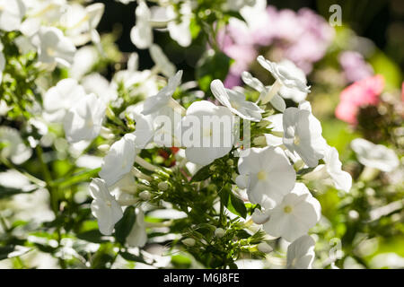 'Mia' Ruys Garten Phlox, Höstflox (Phlox paniculata) Stockfoto