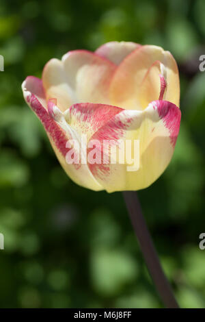 Die Hirley' Triumph Tulpe, Triumftulpan (Tulipa gesneriana) Stockfoto