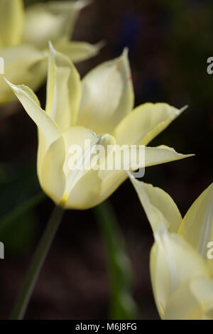 Apporo's 'Lily blühenden Tulpe, Liljetulpan (Tulipa gesneriana) Stockfoto