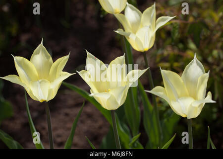 Apporo's 'Lily blühenden Tulpe, Liljetulpan (Tulipa gesneriana) Stockfoto