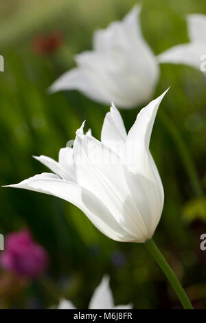 Apporo's 'Lily blühenden Tulpe, Liljetulpan (Tulipa gesneriana) Stockfoto