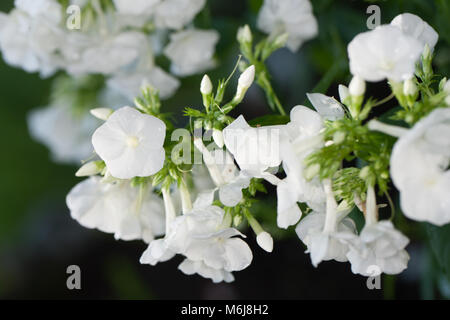 'Mia' Ruys Garten Phlox, Höstflox (Phlox paniculata) Stockfoto