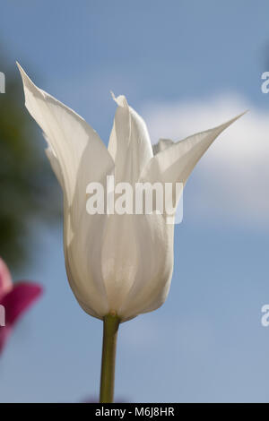 Apporo's 'Lily blühenden Tulpe, Liljetulpan (Tulipa gesneriana) Stockfoto
