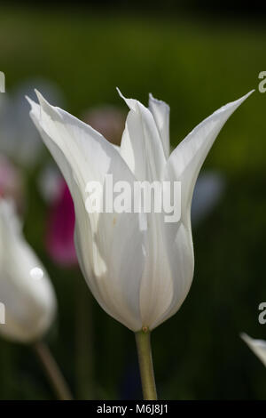 Apporo's 'Lily blühenden Tulpe, Liljetulpan (Tulipa gesneriana) Stockfoto