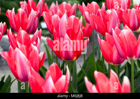 'Shakespeare' Kaufmanniana Tulpe, Näckrostulpan (Tulipa kaufmanniana) Stockfoto