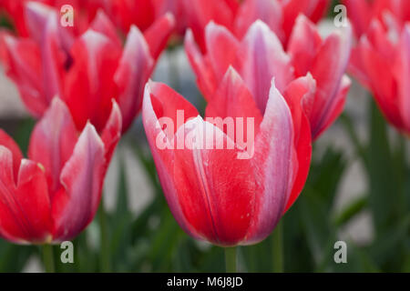 'Shakespeare' Kaufmanniana Tulpe, Näckrostulpan (Tulipa kaufmanniana) Stockfoto